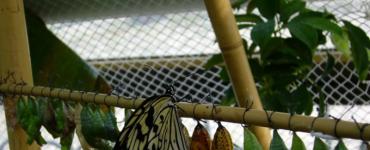 Разведение бабочек в домашних условиях Как выращивать бабочек в домашних условиях